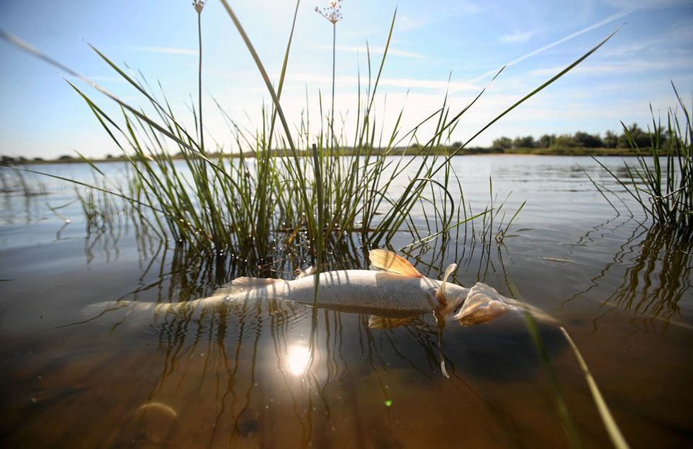 Cá chết trắng sông biên giới Ba Lan, dân phản đối chính quyền thông báo chậm trễ - Ảnh 3.
