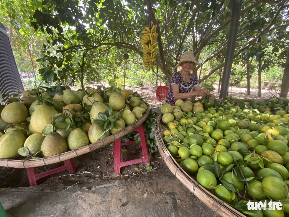Going to Dai Binh village to play festivals and enjoy fruit from the garden by the Thu Bon River - Photo 5.