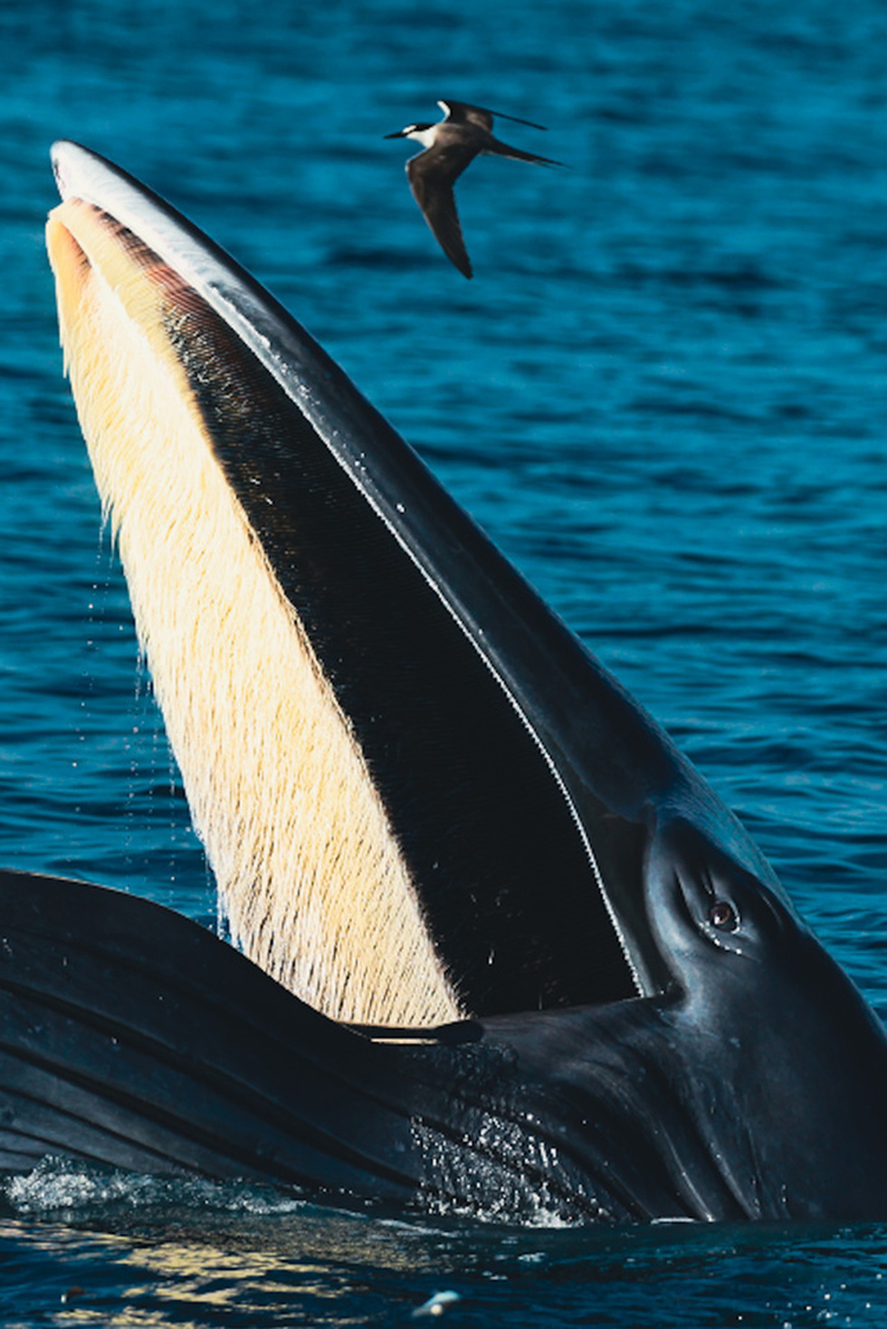 Nhiếp ảnh gia chia sẻ kinh nghiệm săn ảnh cá voi ở biển Đề Gi - Ảnh 1.
