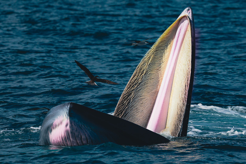 Nhiếp ảnh gia chia sẻ kinh nghiệm săn ảnh cá voi ở biển Đề Gi - Ảnh 8.