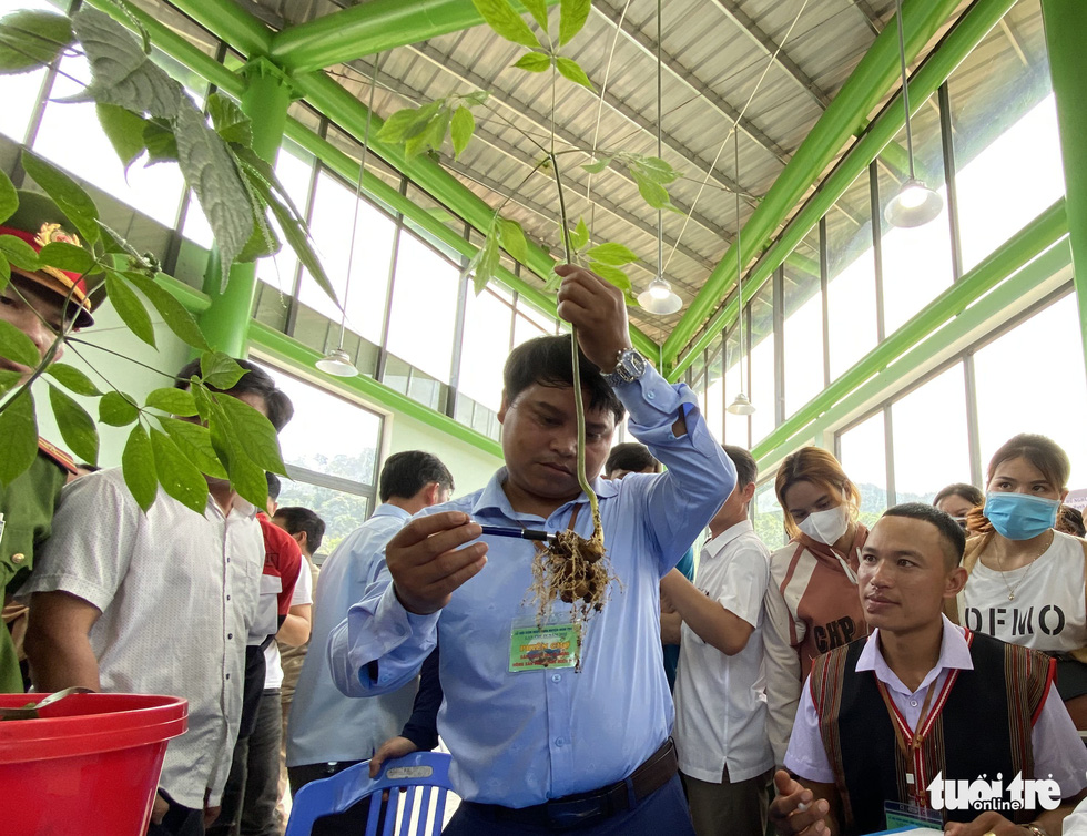  Sâm Ngọc Linh là quốc bảo, quốc kế dân sinh chứ không phải để tủ kính - Ảnh 7.