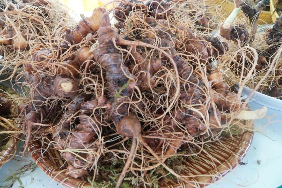 Chủ tịch nước: Sâm Ngọc Linh là quốc bảo, quốc kế dân sinh chứ không phải để tủ kính - Ảnh 8. Chủ tịch nước: Sâm Ngọc Linh là quốc bảo, quốc kế dân sinh chứ không phải để tủ kính - Ảnh 8.