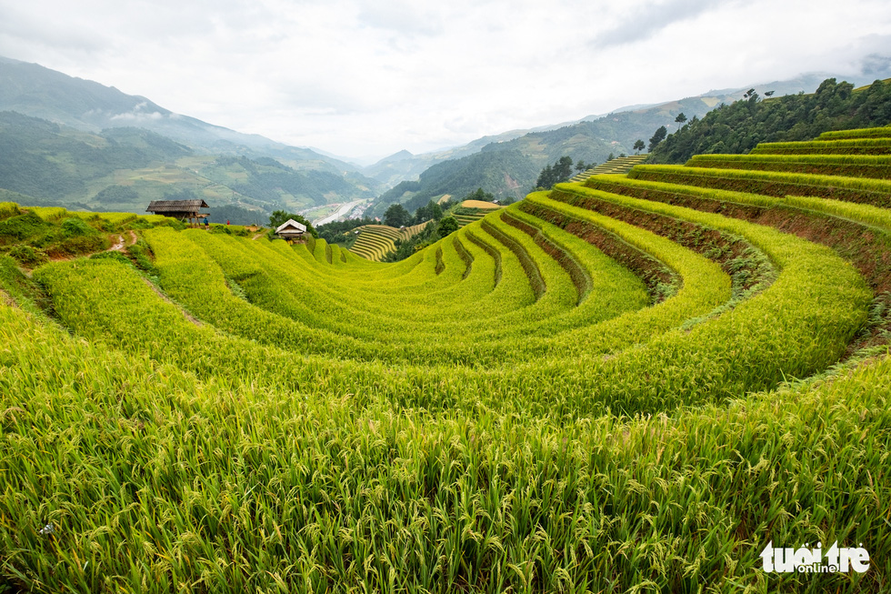 Từng đoàn xe nối nhau đi ngắm mùa vàng ở Mù Cang Chải - Ảnh 10.