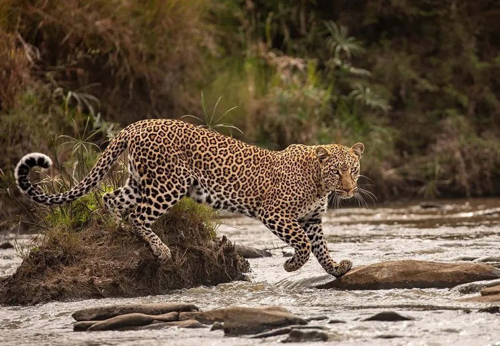 Bức ảnh chụp con báo tại Vườn Quốc gia Maasai Mara, Kenya khả năng cao sẽ giành Giải thưởng trẻ (hạng mục dành cho nhiếp ảnh gia từ 11-14 tuổi) ở cuộc thi năm nay - Ảnh: SHASHWAT HARISH