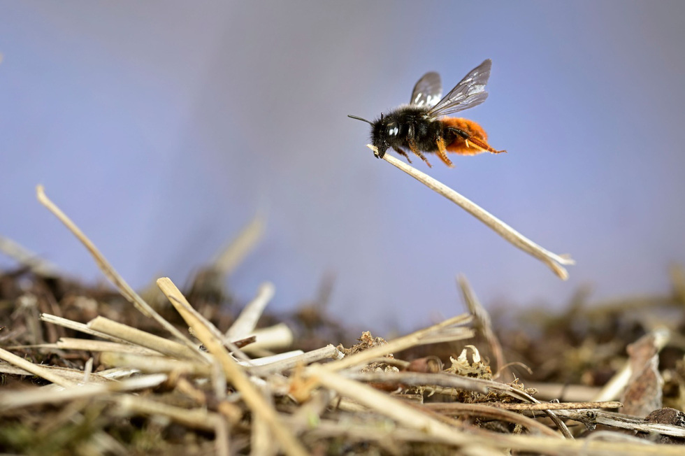 Hardworking bee.  This photo was taken while competing in the Action Photo category in Hesse, Germany - Photo: Solvin Zankel