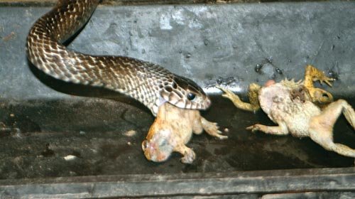 Ớn lạnh người đàn ông nuôi đàn rắn độc hơn 1000 con dài cả mét