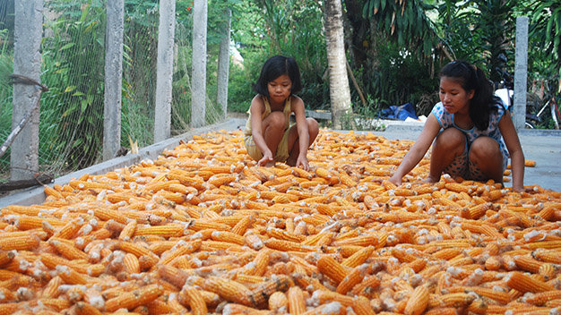 Ngoài nguồn cỏ trồng, người nuôi bò lai ở Phổ Hòa còn có được rơm, cám gạo, lá bắp, hạt bắp sản xuất được để cho bò ăn, nhờ vậy giảm được chi phí mua thức ăn cho bò - Ảnh: Huỳnh Văn Mỹ