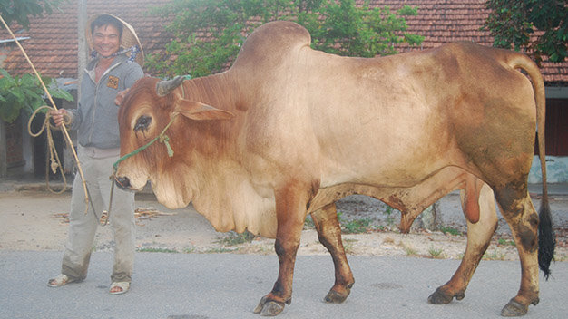 Anh Chương ở Phổ Vinh đưa bò giống Brahman đi phối giống cho một trại bò nái tại thôn Hiển Văn - Ảnh: Huỳnh Văn Mỹ