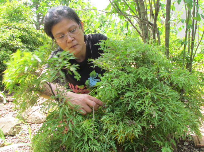 Cuối tuần nào chị Bảo cũng tranh thủ đến thăm các vườn nguyên liệu làm nhang, tự tay chăm sóc cây trong vườn - Ảnh: Bảo Châu