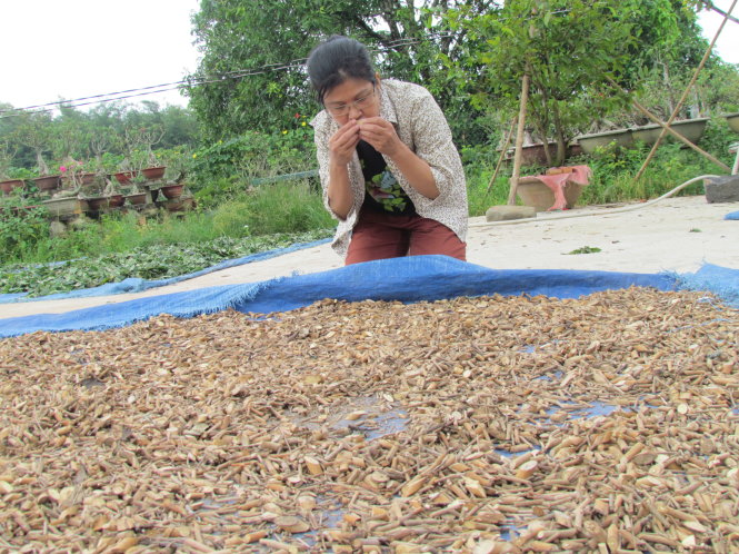 Đánh giá mùi hương lá phơi để làm nhang - Ảnh: Bảo Châu