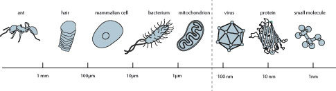 Thang kích thước của sinh vật và giới hạn Abbe (0,2 micromet)