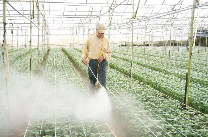 Canh tác thủ công trong những khu nhà kính trồng hoa - Ảnh: Mai Vinh