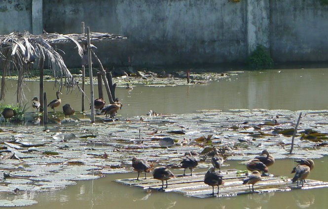 Bầy le le nuôi ở trang trại của ông Lê Văn Lắm (P.Vĩnh Quang, TP Rạch Giá, Kiên Giang) cũng có nguồn gốc từ điểm nuôi của ông Salés - Ảnh: Đức Vịnh