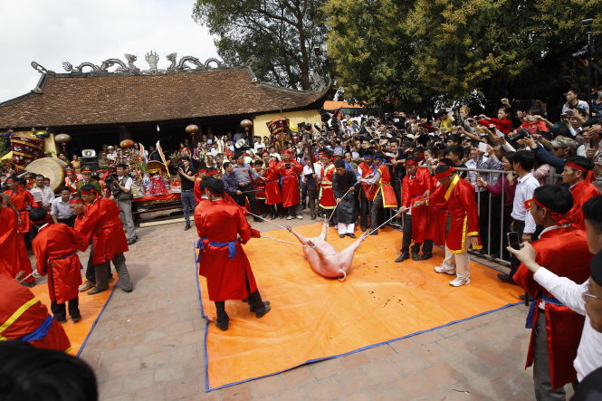 “Ông ỉn” được đưa ra giữa sân đình để khai đao tại lễ hội chém lợn ở Bắc Ninh năm 2015   Ảnh: NG.KHÁNH