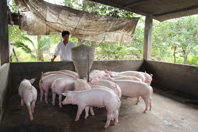 Ở Việt Nam, nông dân chăn nuôi nhỏ phạm vi làng hầu như sẽ chẳng bị ảnh hưởng bởi TPP, theo GS David Dapice của ĐH Harvard -Trần Mạnh