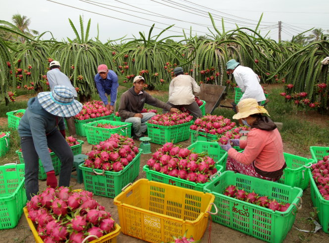 Xuất khẩu trái thanh long đang gặp thuận lợi -N.C.T.