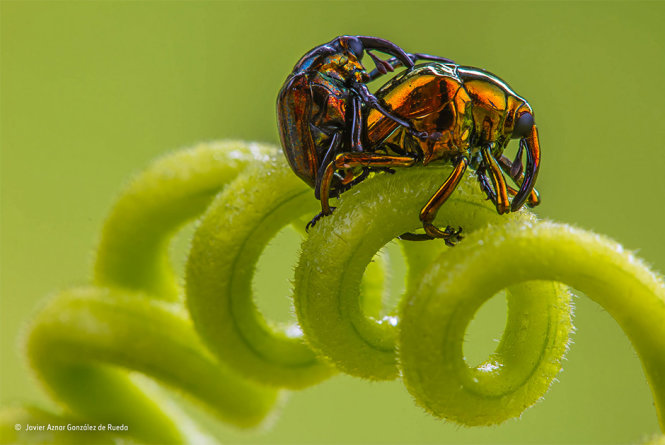 Cái đẹp của bọ cánh cứng và vòng xoáy tình yêu    -Javier Gonzalez de Rueda