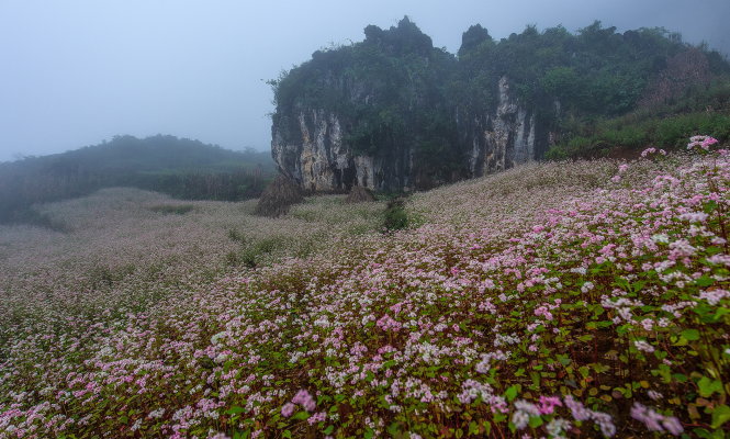 Cánh đồng hoa tam giác mạch thu hút “phượt thủ” đổ về Hà Giang -Nguyễn Quang Tuấn