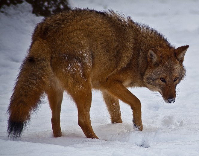Loài mới “coywolf” là sự pha trộn giữa sói rừng, sói đồng cỏ và chó nhà -wikimedia.org