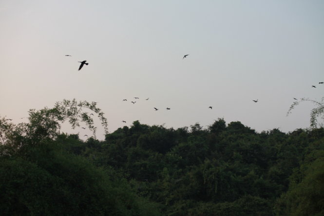 Chim rừng về tổ -VietKingfisher