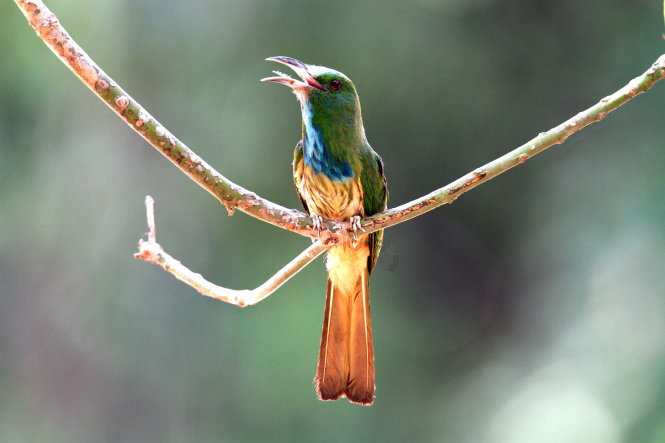 Chim ăn ong họng xanh -(Khu bảo tồn thiên nhiên văn hóa Đồng Nai)