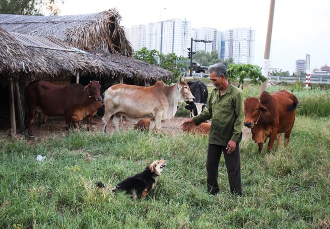 Ông Phùng đang huấn luyện chó săn những kỹ năng chăn bò - Ảnh: Sơn Bình