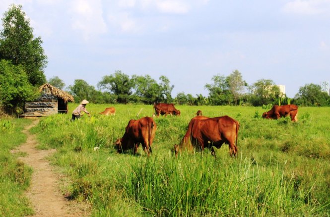 Ông Phùng chăn bò ngoài đồng cỏ xanh  - Ảnh: Sơn Bình