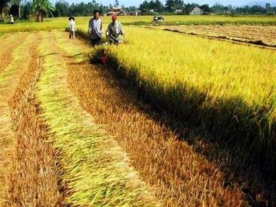 Sinh viên gặp nạn vì dân phơi lúa trên đường, chính quyền phát cảnh báo khẩn- Ảnh 8. Thiệt hại gần 30 tỷ đồng do thiếu sân phơi, lò sấy lúa