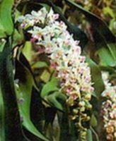 Bí mật những kế hoạch sinh tồn ngày tận thế - Kỳ 6: Những hạt giống quý trong hầm núi- Ảnh 2. Bảo tồn nguồn gene lan rừng trước khi quá muộn