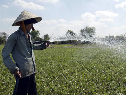 TP.HCM miễn gia hạn thời gian sử dụng đất cho các chủ đầu tư làm dự án phi nông nghiệp- Ảnh 2. Gia hạn sử dụng đất nông nghiệp: Nhiều địa phương lúng túng