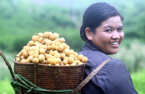 Chuyện bên những dòng sông xứ Quảng - Kỳ 1: Trái quý Nam trân ở thượng nguồn Vu Gia- Ảnh 2. Lên non ăn trái lòn bon