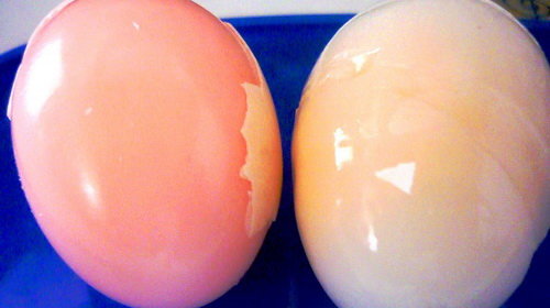 Lòng trắng trứng vịt có màu đỏ bất thường!