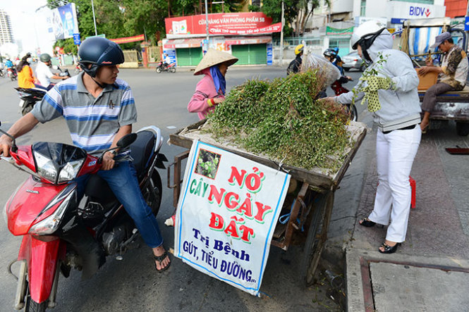 Cây nở ngày đất trị bệnh gút, tiểu đường?