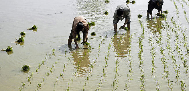 'Vựa lúa' Đông Nam Á sẽ suy kiệt vì biến đổi khí hậu