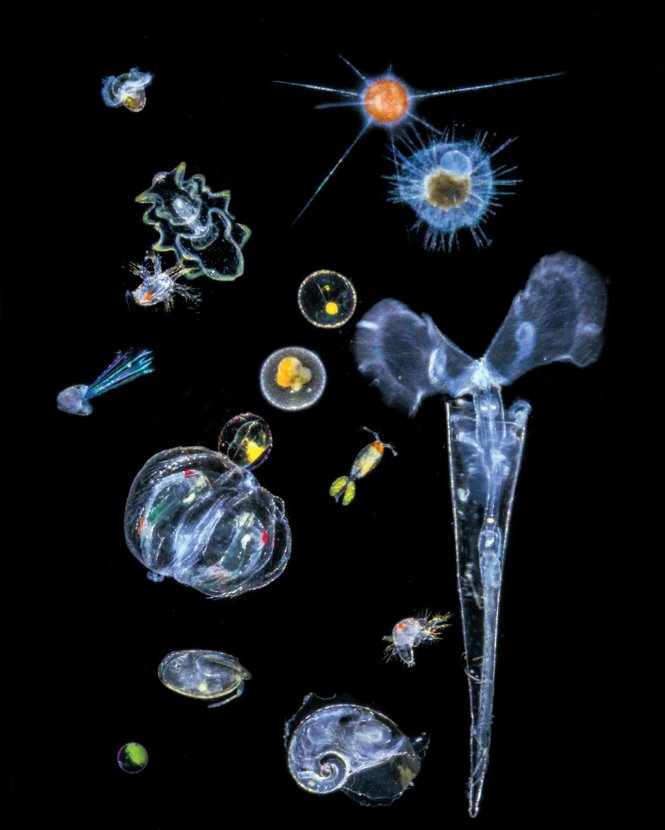 beauty of plankton