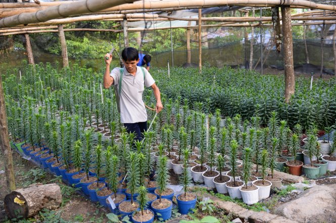 “Lão nông” Phạm Huy Cường chăm sóc cho vườn hoa Đà Lạt đón Tết Bính Thân trên đỉnh núi Cấm -Thuận Thắng
