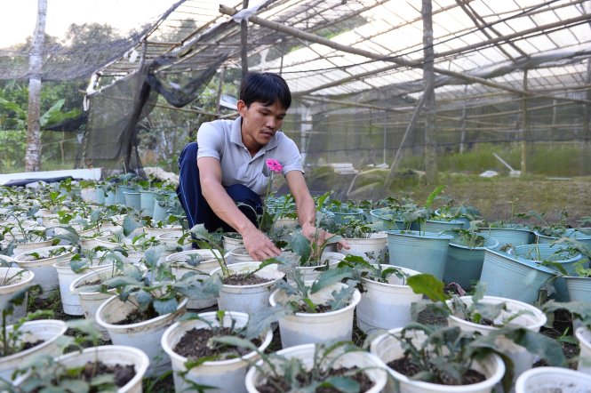 Vườn hoa của Cường trên núi Cấm với hơn 5.000 gốc hoa ly, 2.000 gốc đồng tiền, cúc vàng -Thuận Thắng