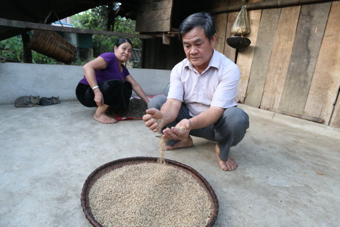 Thay cây thuốc phiện, ông Hoàng Văn Túi giờ chỉ trồng lúa -Quốc Việt