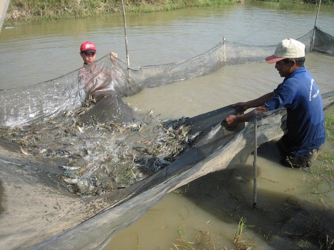 'Đại gia' nuôi tôm chia sẻ kinh nghiệm phòng bệnh trên tôm- Ảnh 2. Quy hoạch nuôi tôm nước lợ vùng Đồng bằng sông Cửu Long