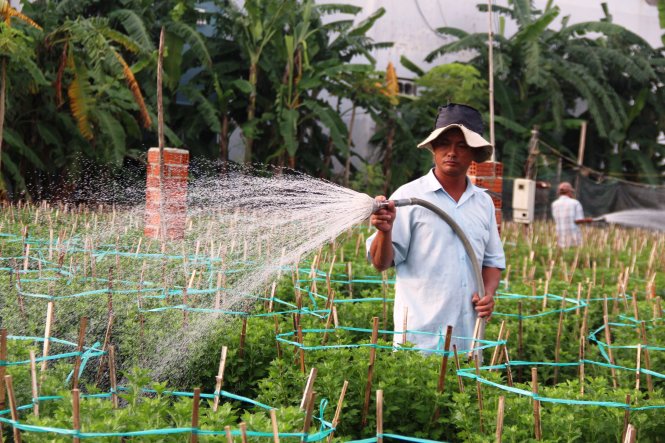 Cánh đồng hoa tươi tốt được nông dân chăm sóc trên những lô đất “vàng”, cho thu nhập hàng chục triệu đồng/vụ hoa tết  -PHAN THÀNH