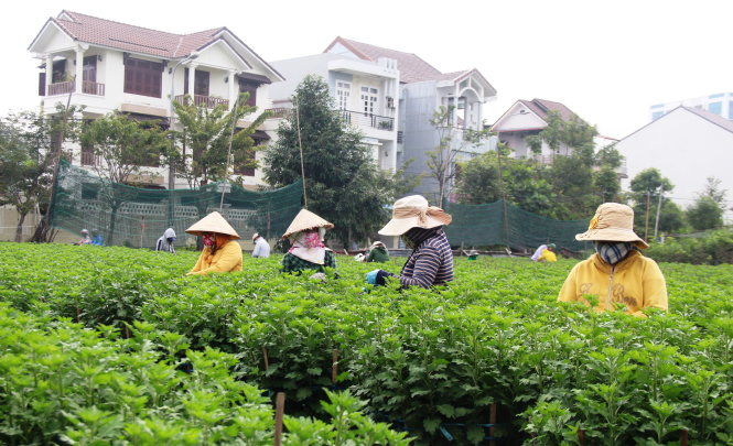 Cạnh những lô đất “vàng” được người dân tận dụng trồng hoa là những ngôi biệt thự, nhà lầu nằm san sát rất đẹp trên đường Lương Nhữ Hộc (Q.Hải Châu, TP Đà Nẵng) -PHAN THÀNH