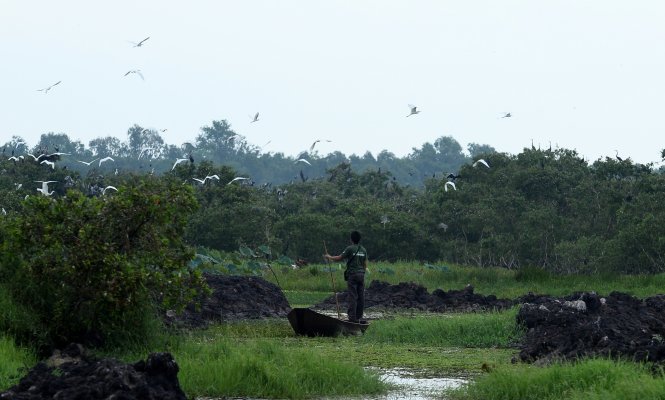 Anh Nguyễn Linh Em, nhân viên khu bảo tồn Láng Sen, chống xuồng vào “tổ chim” 200 ha -THUẬN THẮNG