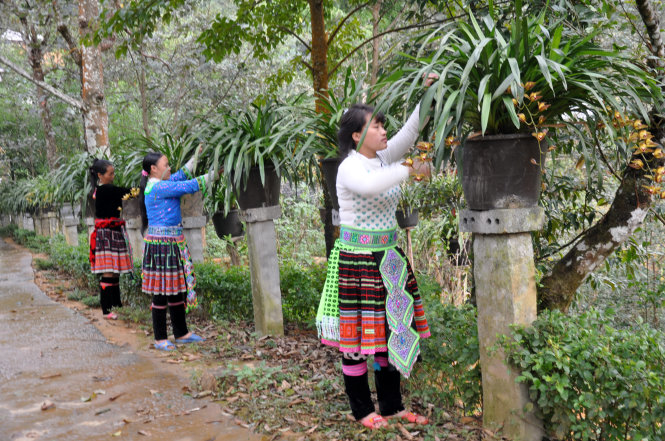 Thành viên gia đình trưởng bản Vàng A Chỉnh chăm sóc vườn lan-VIỆT DŨNG