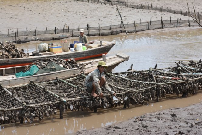 Hàng trăm nông dân xã Thừa Đức và Thới Thuận, huyện Bình Đại, tỉnh Bến Tre bỗng nhiên trắng tay -MẬU TRƯỜNG