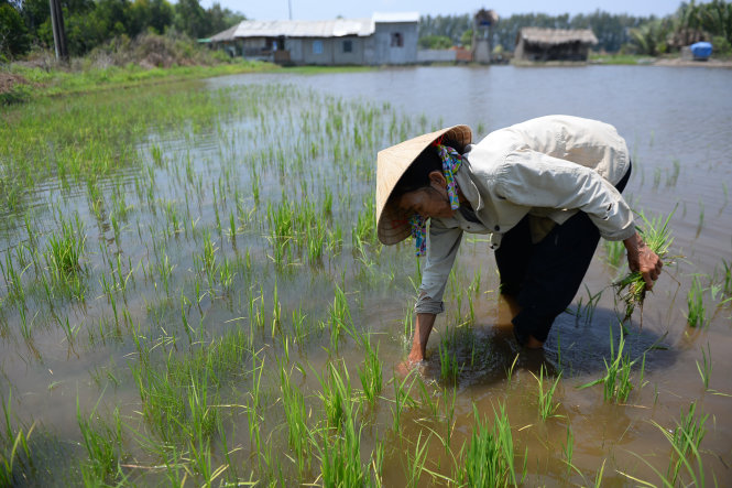Người dân tỉnh Hậu Giang phải nhổ bỏ lúa vì nước mặn xâm nhập -Hữu Khoa