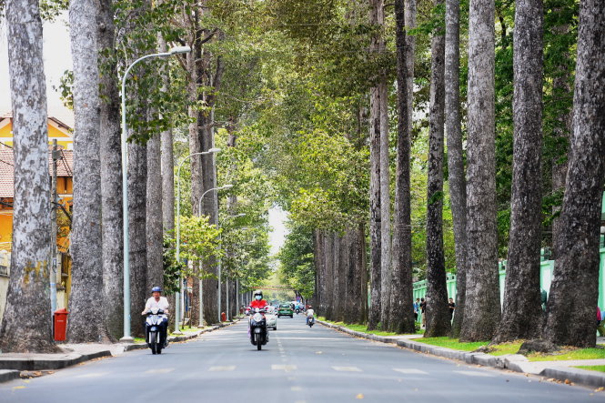 Hàng cây cổ thụ rợp bóng mát trên đường Nguyễn Bỉnh Khiêm, Q.1, TP.HCM. Ảnh: Hữu Khoa