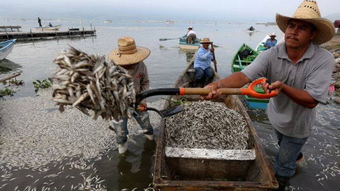 Một vụ cá chết hàng loạt ở hồ Cajititlan (Mexico) tháng 9-2014 -thehigherlearning.com