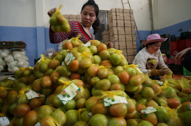 Đóng nhãn cho cà chua VietGAP trước khi chuyển vào siêu thị -MAI VINH