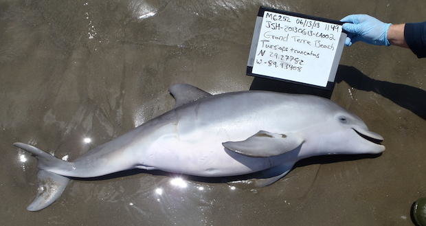 5 năm sau thảm họa ở vùng vịnh Mexico vẫn còn cá heo chết -Louisiana department of fisheries and wildlife