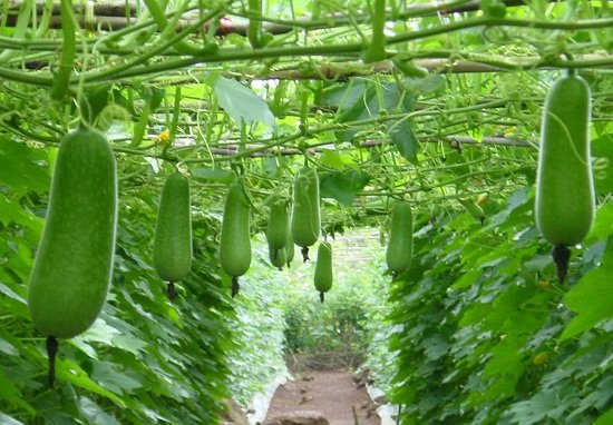 Bí đao - loại thức ăn cực tốt, biết cách 'chế' chữa nhiều bệnh - Ảnh 4.